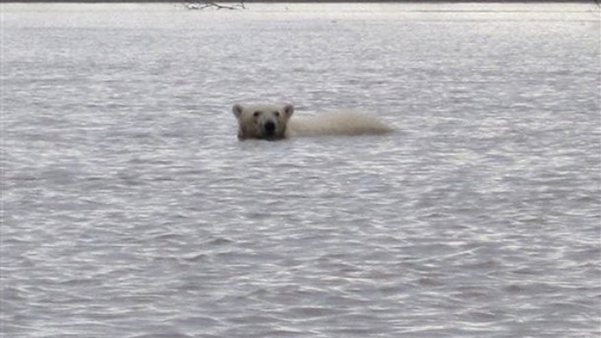 polar bear_yukon river